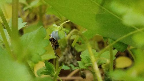 Close-up of insect on leaf