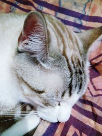 Close-up of cat sleeping