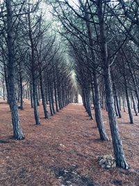 Bare trees in forest