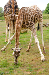 Giraffe standing on field