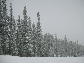 Trees against clear sky during winter