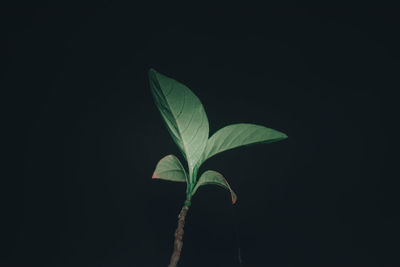 Close-up of plant leaves against black background