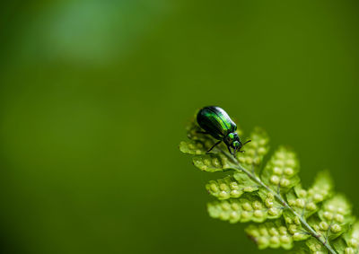 Close-up of insect on leaf