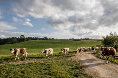 Cows coming back to the farm for milking