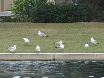 Flock of birds in water