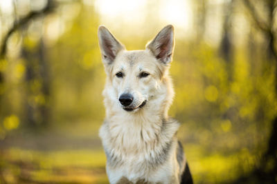 Portrait of dog looking away