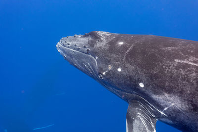 Close-up of fish swimming in sea