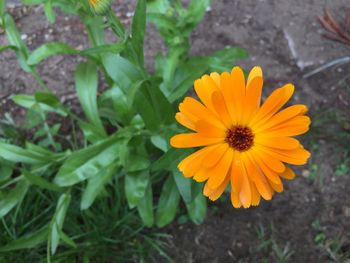 High angle view of yellow flower