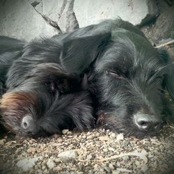 Close-up of dog sleeping