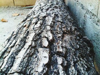 Close-up of lizard on tree trunk