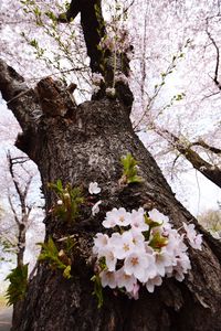 Close-up of cherry blossom tree