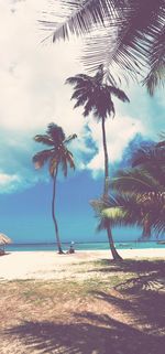 Palm trees on beach