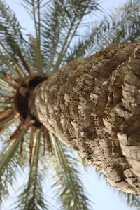 Close-up of tree trunk in forest