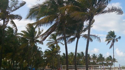 Low angle view of palm trees against sky