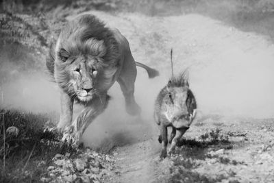 Surprised lion by a young warthog