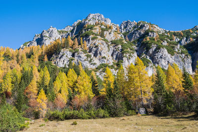 Scenic view of forest against clear blue sky