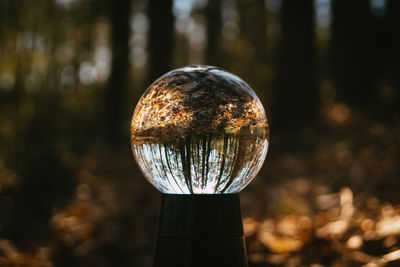 Close-up of crystal ball on field against trees