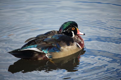 High angle view of duck swimming in lake