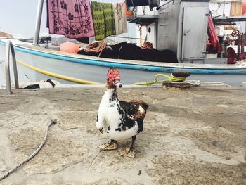 Side view of duck perching next to boat