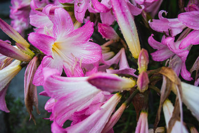 Close-up of pink flowering plant