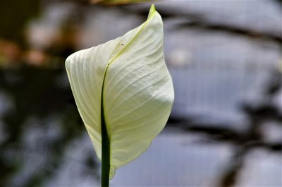 Close-up of white lily of leaf