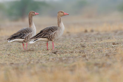 View of birds on field