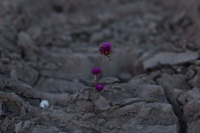 Close-up of pink flowering plant on land