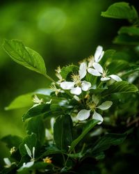 Close-up of white flowering plant