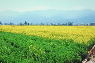 Scenic view of oilseed rape field against sky