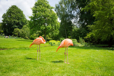 Pink flamingoes on grassy field
