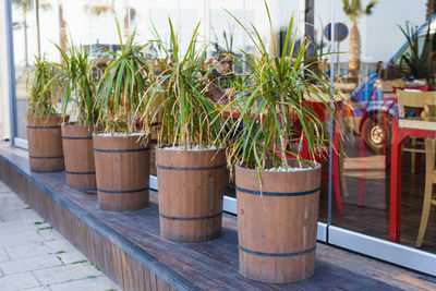 Close-up of potted plants on footpath