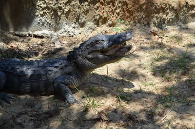 High angle view of alligator on field