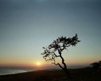 Silhouette tree by sea against sky during sunset