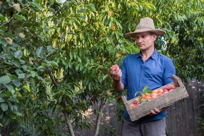 Adult man picking peaches from the orchard