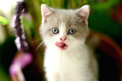 Close-up portrait of kitten