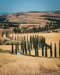 Scenic view of field, gladiator view. golden tuscany.