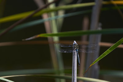 Close-up of water drops on plant