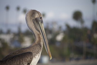 Close-up of pelican