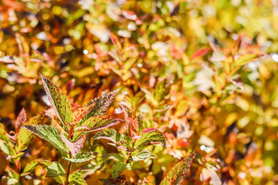 plant