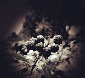 Close-up of dry flowers