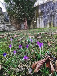 Close-up of purple crocus flowers on field