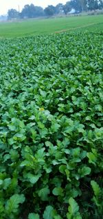 Plants growing on field