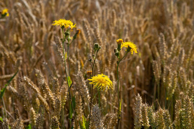 Close-up of yellow flowering plant on field