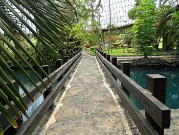 Walkway amidst trees