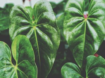 Close-up of green leaves