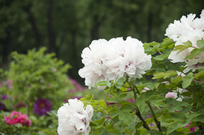 Close-up of white flowers