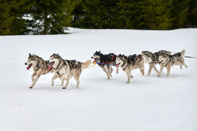 View of dogs running on snow covered land
