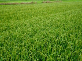 Full frame shot of corn field