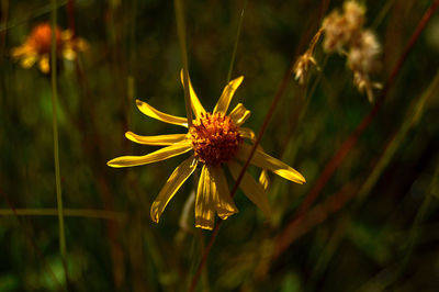 Close-up of yellow flower blooming outdoors