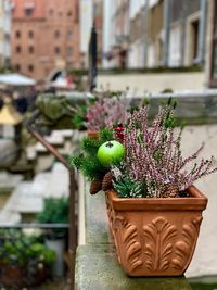 Close-up of potted plant